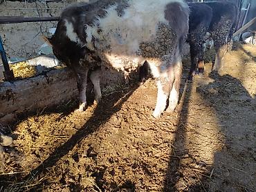 Коровы, быки: Продаю | Бык (самец) | На откорм | Привязанные — 4