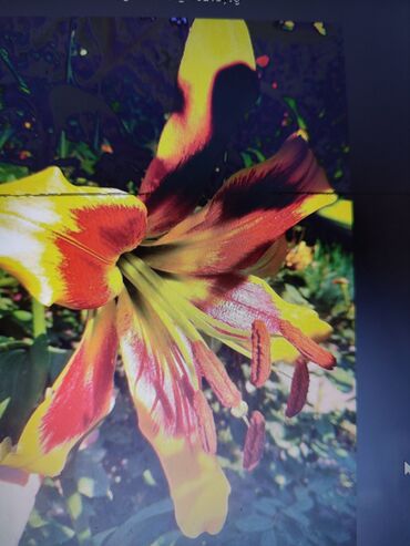 Садовые цветы и кустарники: Саженцы цветка: Платная доставка — 8