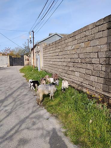 dişi at: 6baş heyvandi 3bala 3ana ( bir dişi 2 Erkey Sani balasıdır) analaradan — 3
