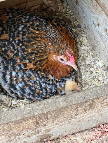 Куры, петухи: Продаю | Куры, Петух — 13