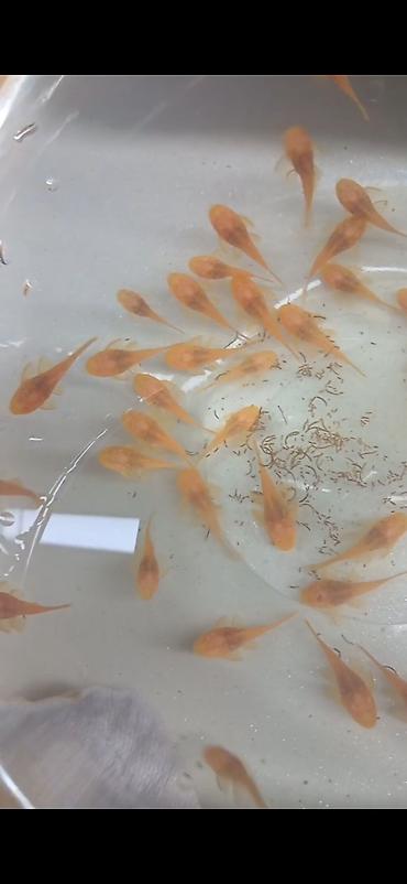 balaca it adlari: Şəkillər orijinaldır balıqlara məxsusdur. Albino ancistrus ölçüsü 2.5 — 2