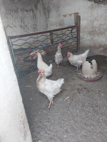 курицы дакан: Продается куры.
несушки 
Тооктор Сатылат 
жумуртка багытында