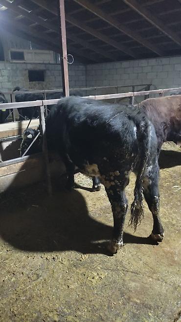Коровы, быки: Продаю | Бык (самец) | На откорм — 4