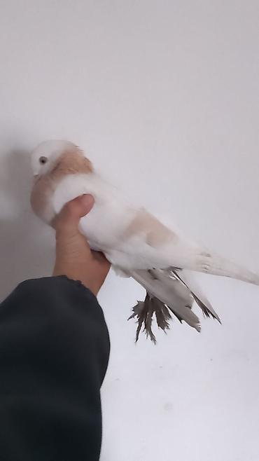 Птицы: Голубь декоративный, окрас светло-серый с кофейно‑рыжими пятнами на — 9