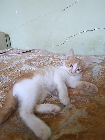 Котёнок рыжего и белого окраса. - Примерно 2–4 месяца lalafo.kg да Котёнок рыжего и белого окраса. - Примерно 2–4 месяца