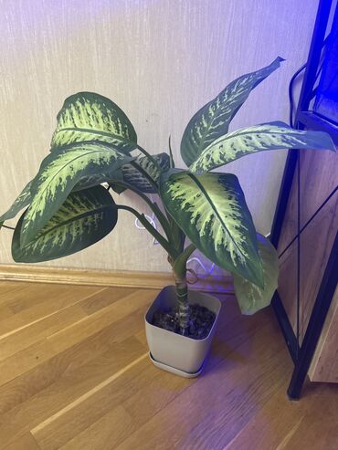 комнатные растения баку: Difenbahya