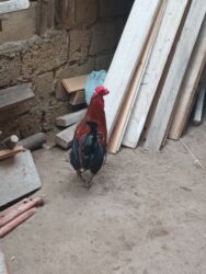 Xoruzlar: 11 dene beçə heyət çolpalari 2 dene boyuk xoruz balacalar 10 manat — 4