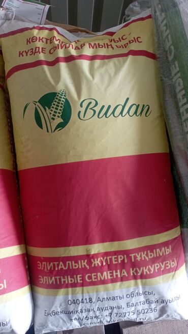 продаю кур: Беде урук жугорунун уругу сатылат кг380сом