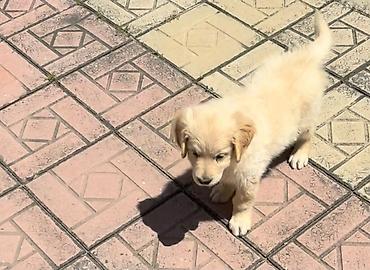 rotveli: Rotveyler, 3 ay, Erkək — 3