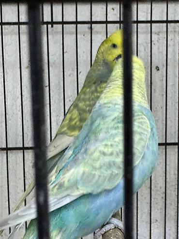 quslar type 1: Cüt rainbov saglam quşlardı 
Sumqayıt. İri quşlardı — 1