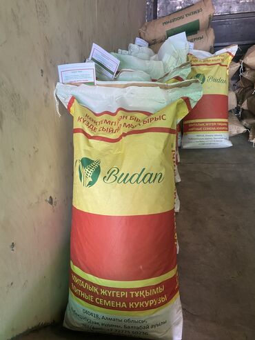 рушенная кукуруза: Семена и саженцы Кукурузы, Бесплатная доставка