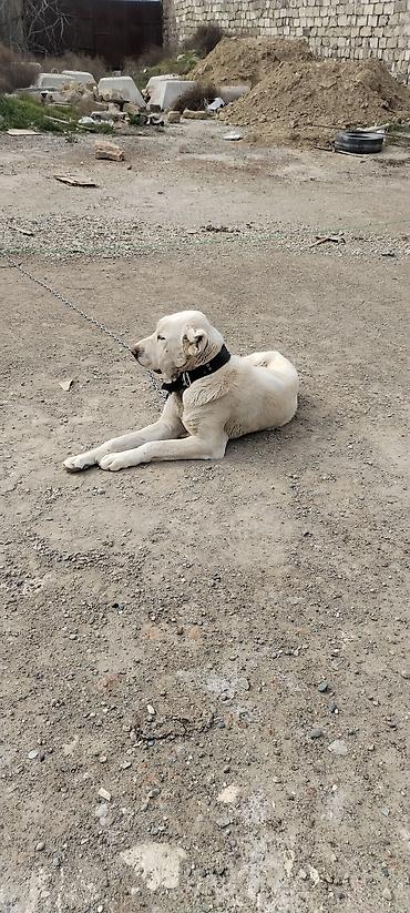 İtlər: Alabay, 2 il, Erkek — 9