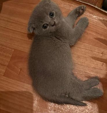 Pişiklər: Britan — 8