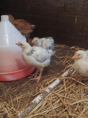 Cücələr: Toyuq cücələri, Ətlik — 8