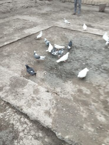 15 Göyercindi biri 2 manatdi tutulma quslardı quslarda Berdedededi