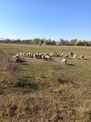 домик для кошки многоуровневый: Продаю | Баран (самец) | Кастрированные