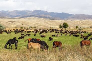 широкоформатная печать баннер: Ищу инвестор партнёр по сельскохозяйственного бизнеса животноводство