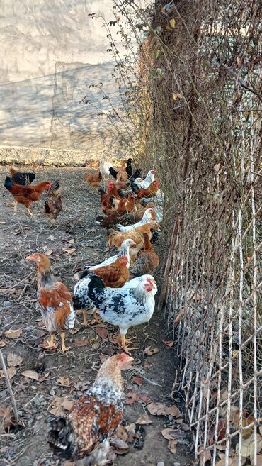 Toyuqlar: Toyuqlar və xoruzlar satılır. Şəkillərdə iri və orta çəkili toyuq və — 5