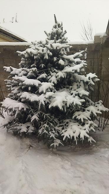 Ель: Ель голубая (Picea pungens), выращенная на участке. Описание: - — 1