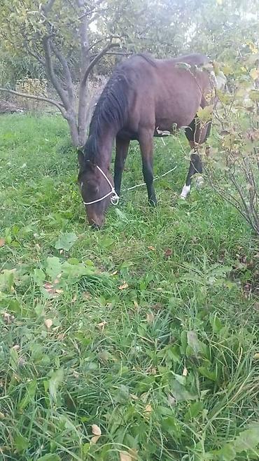 Лошади, кони: Продаю | Кобыла (самка) | Полукровка, Английская | Для разведения, Конный спорт — 10