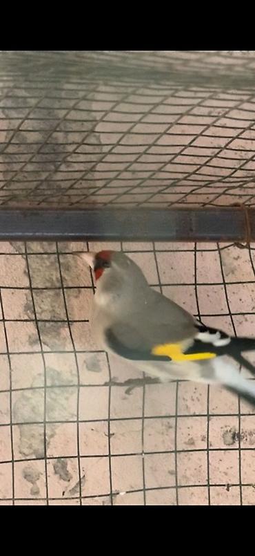 А/ч жаныбарлары үчүн тоюттар: Щегол (Carduelis carduelis) в вольере. - Яркое оперение: красная — 1