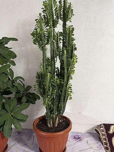 Эуфорбия тригона (Euphorbia trigona), крупный комнатный суккулент в