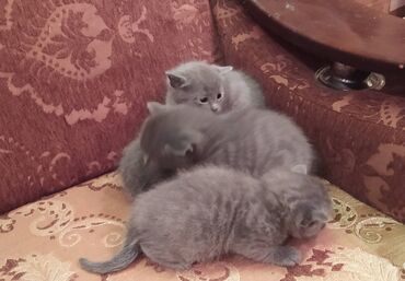 Pişiklər: Britan, Erkək, Dişi — 15