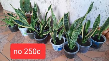 продаю комнатные растения: Продаю сансевиерия