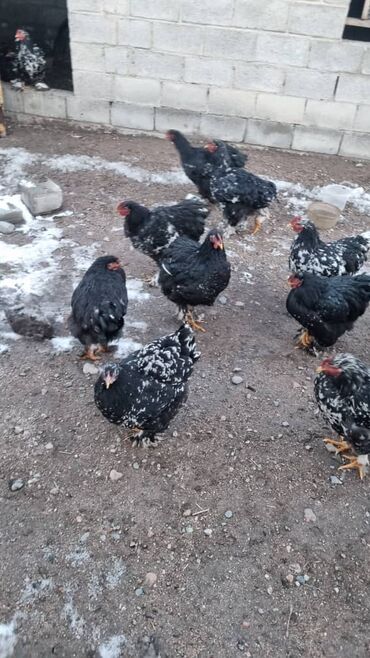 Птицы: Мраморный Кохин — 16