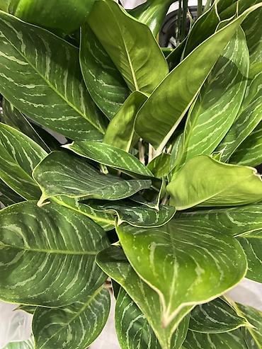 Другие комнатные растения: Женское счастье гигант сорт По городу доставка бесплатно Крупные — 66