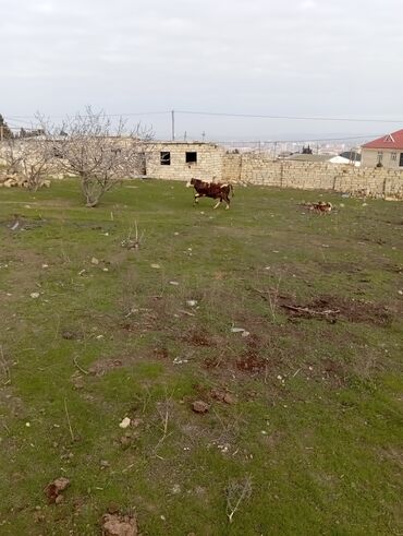 Dana, buzov: 11 aylıq əkəy dana 150 kilo əti var damazlıq yarayır ətdiyə də — 8