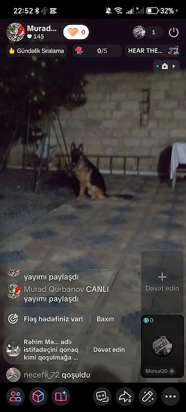Alman çoban iti lalafo.az -da Alman çoban iti