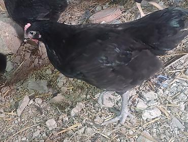Toyuqlar: Toyuq, Australorp, Yumurtalıq — 2