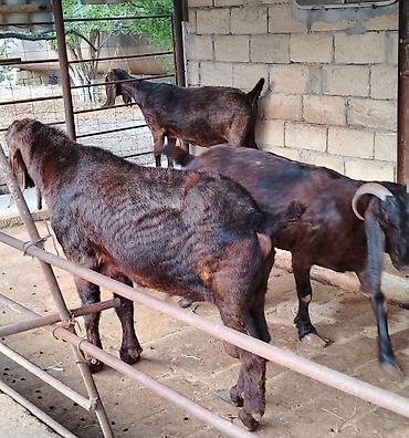 Keçilər, çəpişlər: 3üdə bir yerdə satılır, 1 erkəy 2 dişi qiymət sondu marağlanan — 2