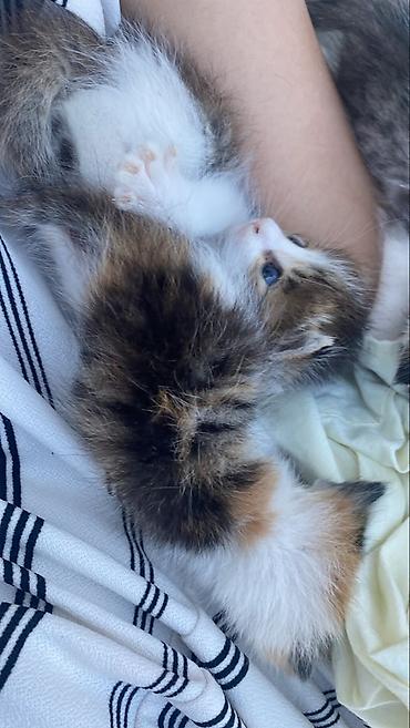 котятя: Котёнок трёхцветный (черепаховый с белым). Пушистая шерсть средней — 1
