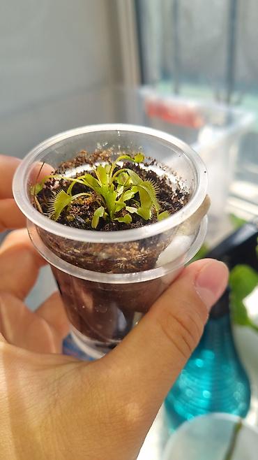 хищные растения: ДЕТКИ Венериной мухоловки (Dionaea muscipula) — хищное комнатное — 4