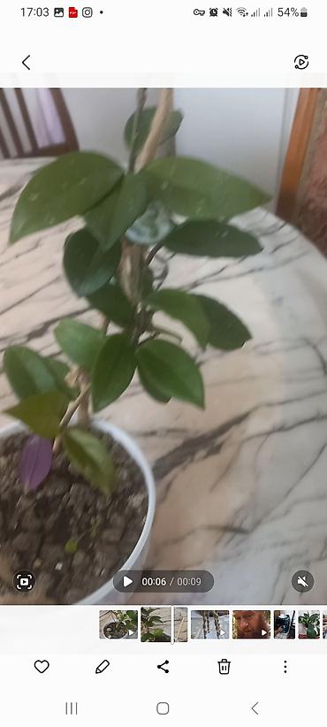 Комнатные растения и подвес для кашпо - Сансевиерия (Sansevieria at lalafo.kg Комнатные растения и подвес для кашпо - Сансевиерия (Sansevieria