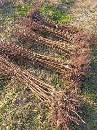 Şitillər: Ərik Tingləri . "Saglam Tinglər Saglam Bagçiliqin Təminatidir"🌱 Yeni — 4