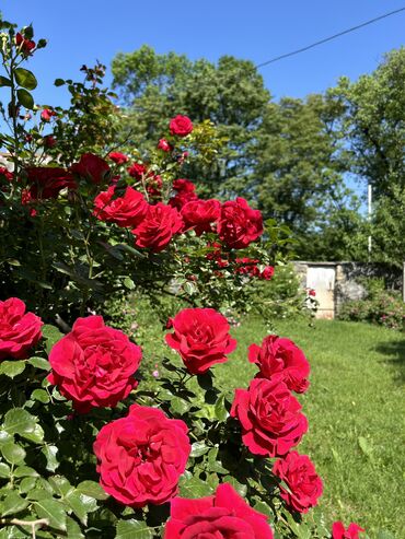 Bağ evlərinin satışı: Oğuz, 100 kv. m, 4 otaqlı, Hovuzsuz, Qaz, Su, Telefon — 14