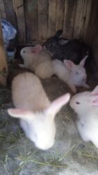 декоративные лампочки на проводе: Продам кроликов 2 месяца цена 600сом