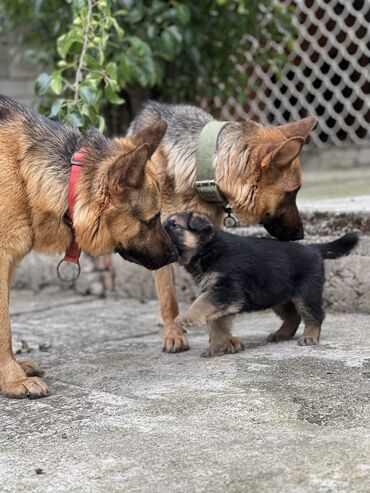 Собаки: Немецкая овчарка, 2 месяца, Самка, Бесплатная доставка