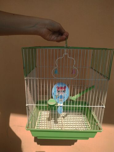 hamster evi: Yaşıl rəngdə quş evi, güzgü,quş yelləncəyi, 2 quş oturacağı yemək və