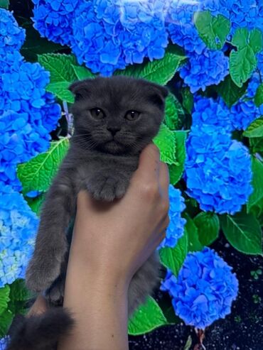 шотландский кот цена: Продается очень красивая чистокровная шотландская голубая девочка