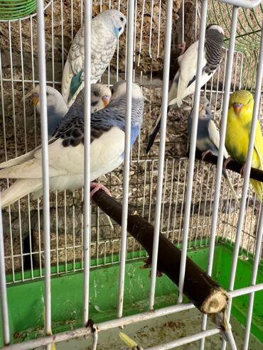 Tutuquşları: Korella erkey disi var 3 ayliq 6-7-9 ayliq hazir cut var korella bala — 5