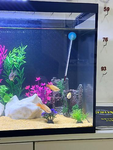 balaca akvarium qiymeti: 6manat qiymet birine aiddi tam saglam baliqlardi — 5
