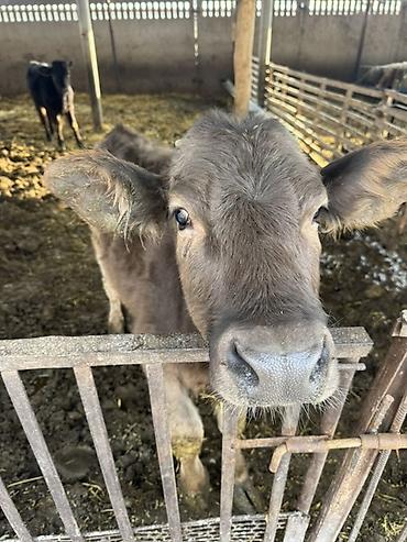 Коровы, быки: Продаю | Музоо, торпок | Швицкая | На откорм — 1