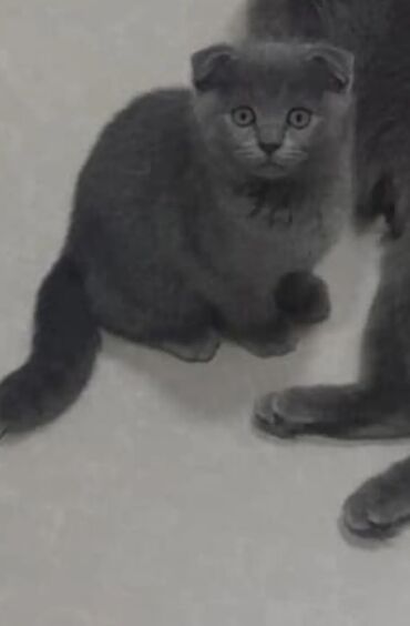 Pişiklər: Şotland yastı qulaq — 6