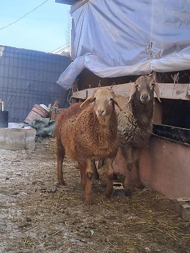 Баран, овца: Продаю | Овца (самка) | Для разведения | Матка — 7