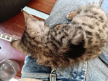 Котёнок, мраморно‑тигровый окрас (серо‑чёрный табби), короткошёрстный