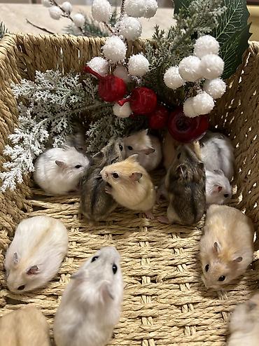 Хомяки: Продаются хомячки ручные. В нашем питомнике вы можете приобрести — 5